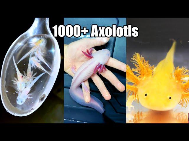 He has Thousands of Axolotls