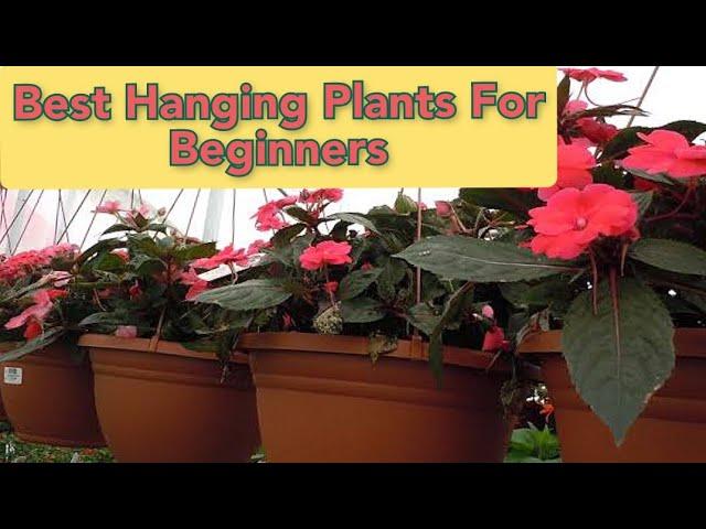 Best Hanging Plants For Beginners | Hanging Plants for Monsoon Season | Hanging Plants For Balcony |