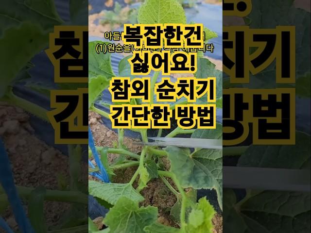 간단한 참외 순치기 방법(순지르기) #주말농장 #참외재배 #텃밭작물 #farming