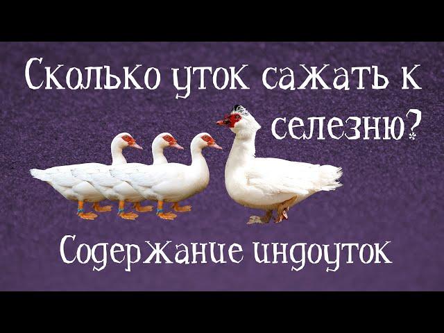 ОБЗОР СЕМЕЙ ИНДОУТОК РАЗНОГО РАЗМЕРА. Содержание индоуток. СКОЛЬКО САМОК САЖАТЬ К ОДНОМУ СЕЛЕЗНЮ?