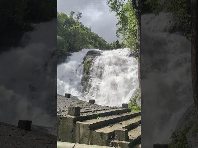 #charpa #waterfall #athirappilly #shortsfeed #shorts #ytshorts #youtubeshorts