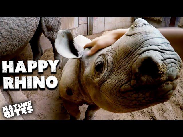 Confident Baby Black Rhino Loves a Scratch | The Secret Life of the Zoo | Nature Bites