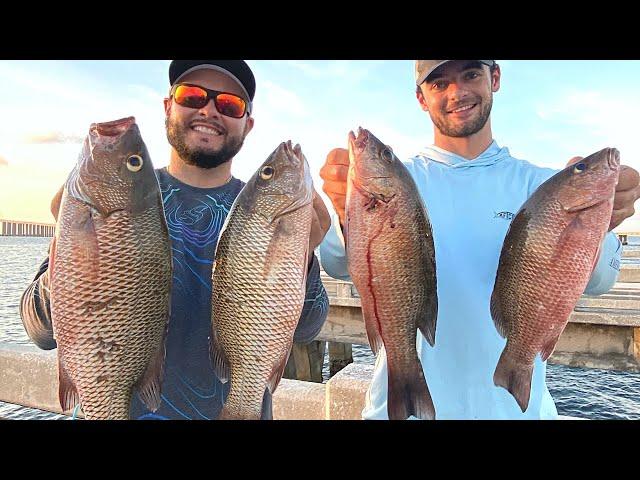 Skyway Fishing Pier Mangrove Snapper Catch & Cook