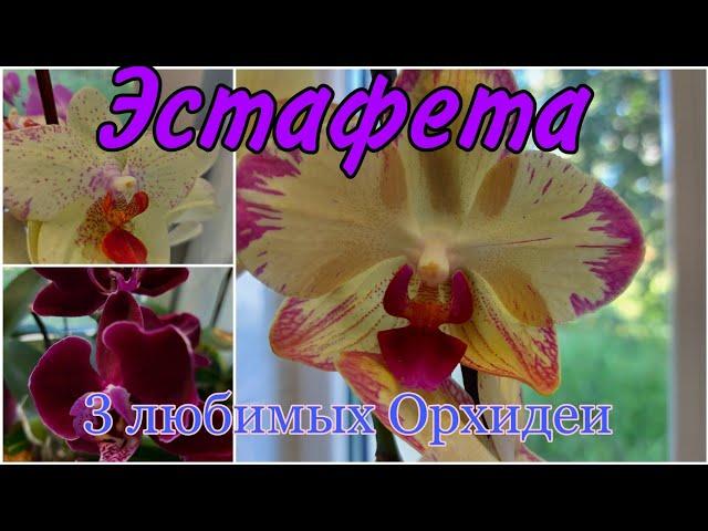  Участвую в Эстафете - "Три мои самые ДОРОГИЕ Орхидеи" 