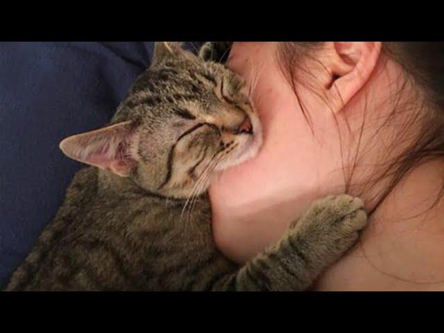 When Cat Showing Their Love to Their Human by Their Cute Way