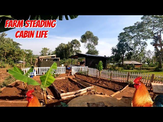 Life in my Rural Farm Cabin (Chicken Keeping)