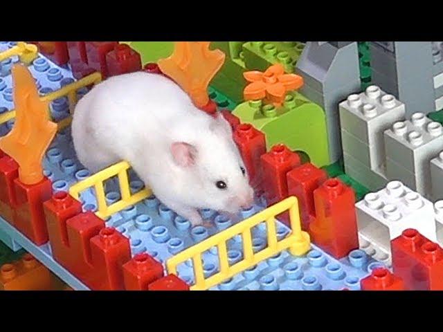 Hamster A-MAZE-ING LEGO Obstacle Course