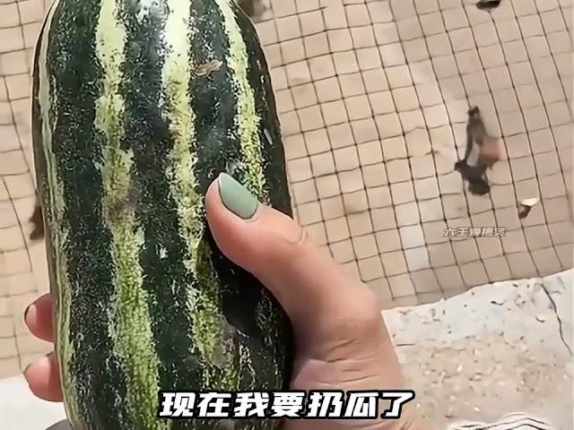 大王爱搞笑动物的无语瞬间#动物的迷惑行为 #不干人事 #倒霉动物 #看一遍笑一遍  part2