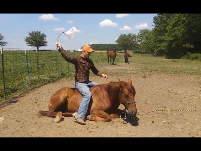 Mustang gelding horse selling at auction/part 2 of 2