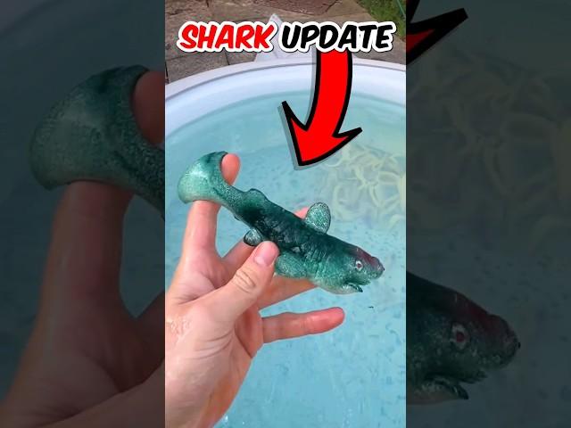 Lets Grow a Shark (ULTIMATE UPDATE) #shorts