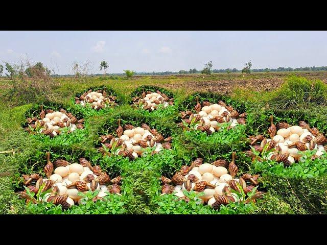 wow wow unique! collection many duck eggs and snails on the grass at field by hand a farmer