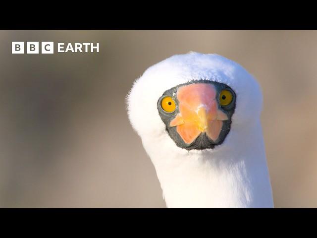 Extraordinary Nature Scenes in 4K | BBC Earth