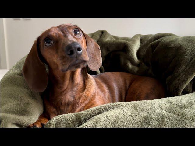 Mini dachshund's cozy, rainy day nests!