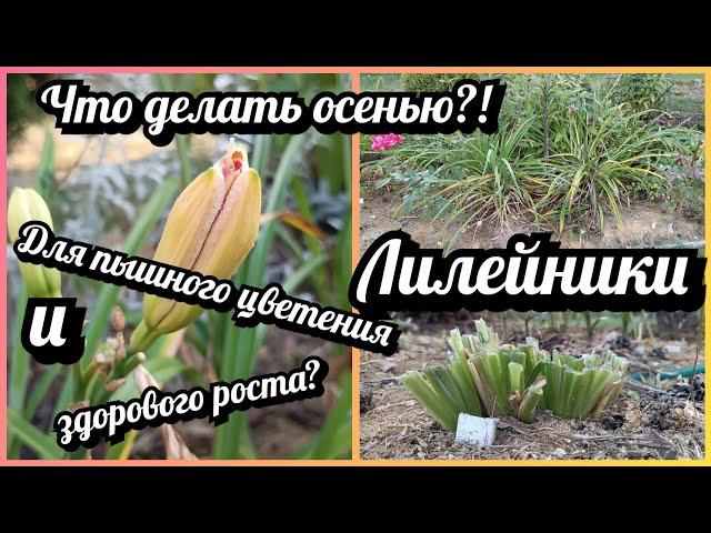 Лилейник - уход и осенняя обрезка. Подготовка к зиме