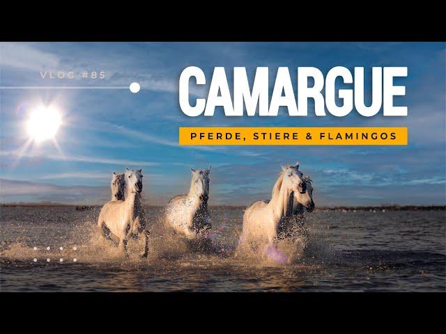 Mit dem Wohnmobil in die Camargue: Camargue Pferde, schwarze Stiere & rosa Flamingos (VLOG #85)