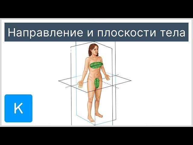 Направление и плоскости тела - Анатомия человека | Kenhub