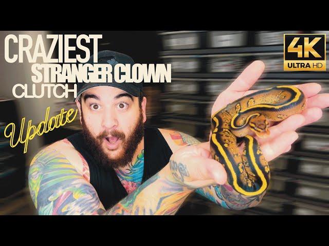 Crazy Stranger Spotnose Yellowbelly Clown clutch UPDATE!!!