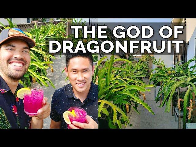 Secret Dragon Fruit Care Tips From a Master Dragon Fruit Grower