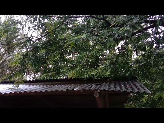 เสียงฝนตกเบาๆ กระทบหลังคาสังกะสีโรงจอดรถยนต์ ฟังสบายๆ เพลินๆ / Gentle rain on the tin roof.
