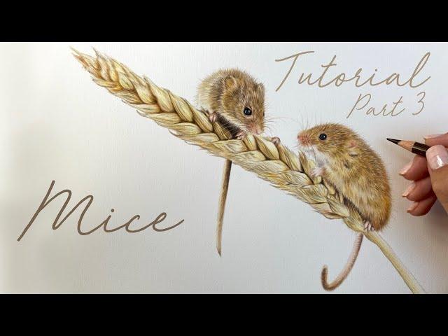 Harvest Mice in Coloured Pencils / Drawing Tutorial - Part 3