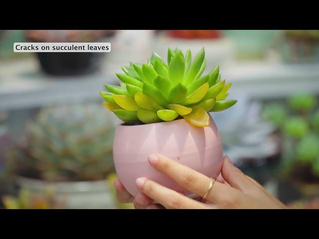Detecting diseases for succulent through leaf condition // Joy Garden Succulent