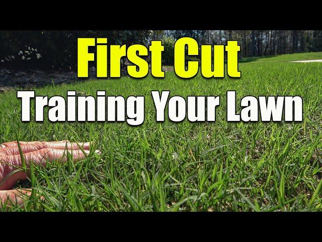 Spring First Cut Reel Mowing Bermuda - Training the Grass