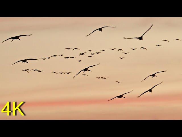 Kraniche machen Rast -- Cranes take a rest