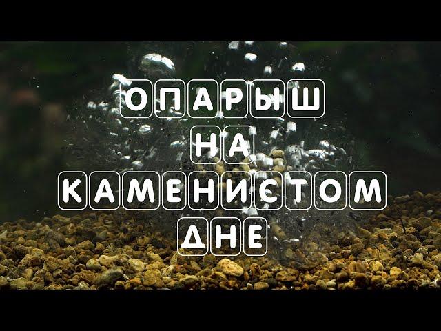 Опарыш на каменистом дне. Опарыш. Лучшая наживка. Подводные съёмки.