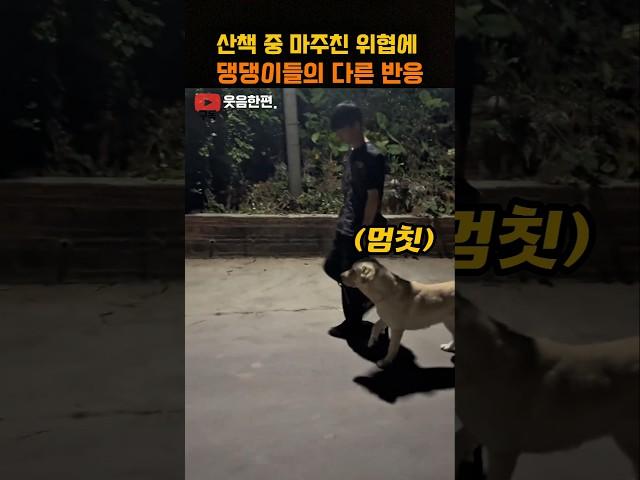 산책 중 마주친 위협에 댕댕이들의 다른 반응