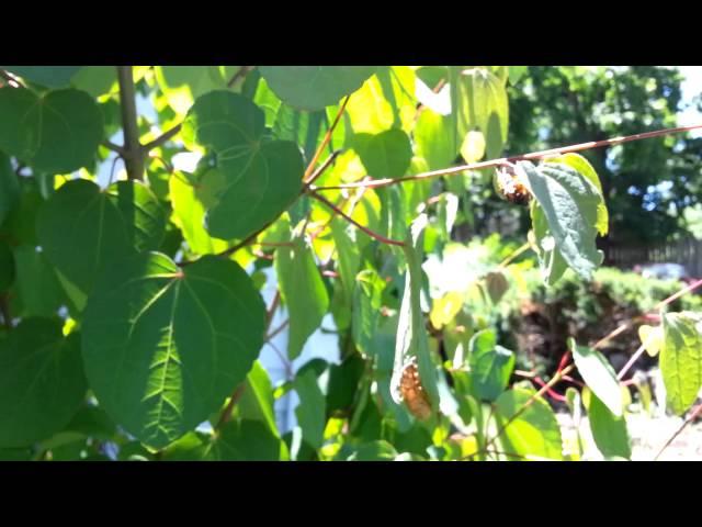 Cicada Septendecim Calling for Love - Up Close and Personal - 06/04 - Brood II in NJ - HD