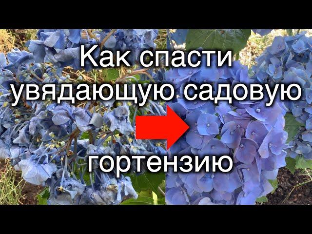 Как спасти увядающую садовую гортензию