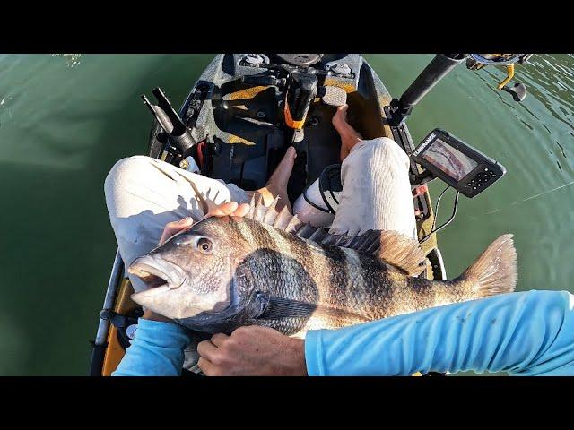 Back Bay Slam (Sheepshead, Striper, & Tautog)