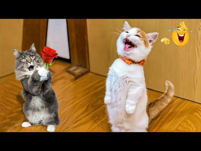 The Funniest Cats and Dogs Videos of 2024! Funny Dogs and Cats Make You Unable To Stop Laughing