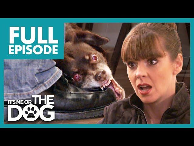 Owner Allows Dog's Bad Behavior! | Full Episode USA | It's Me or The Dog