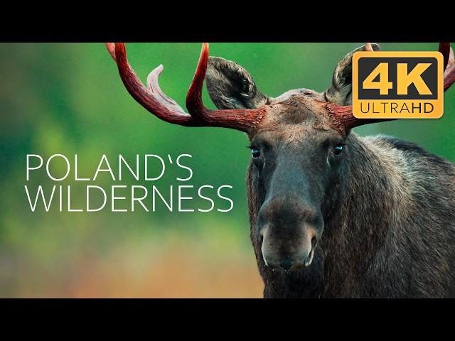 Poland's Last Wilderness: Where Europe's Wild Heart Beats | 4K UHD Documentary