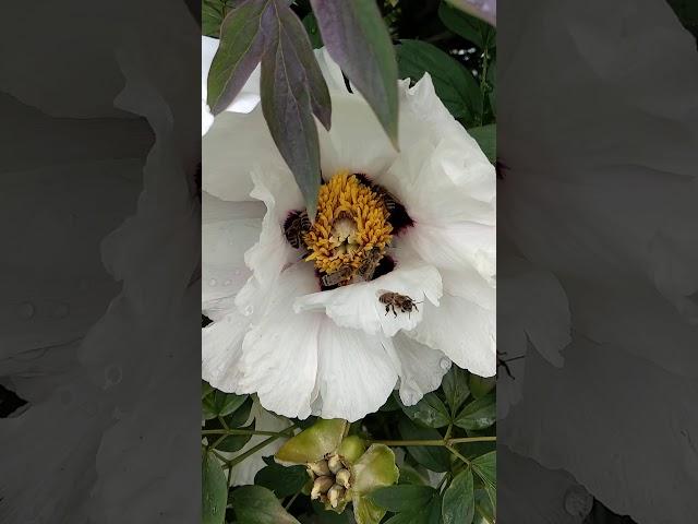 Tree Peony / Пион Древовидный