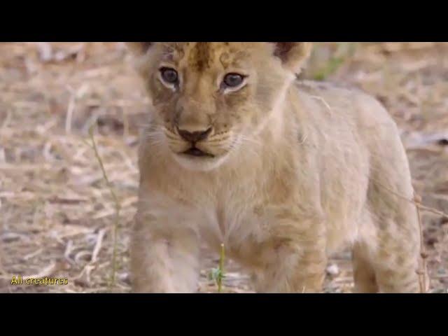 The little lion was abandoned by the lions and finally saved himself with strong willpower