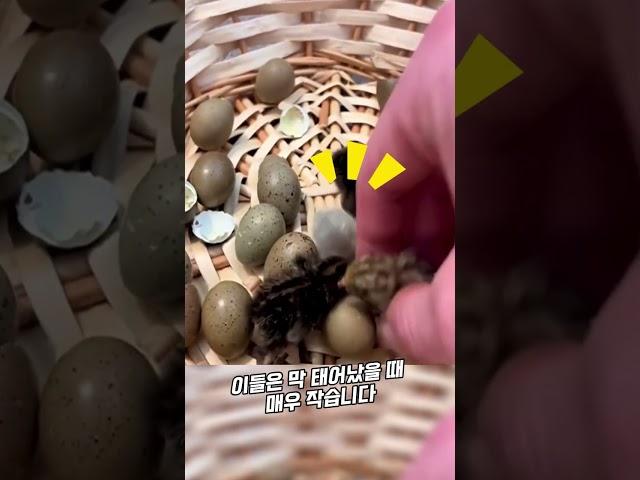 요즘 유행하는 미니 병아리 키우기
