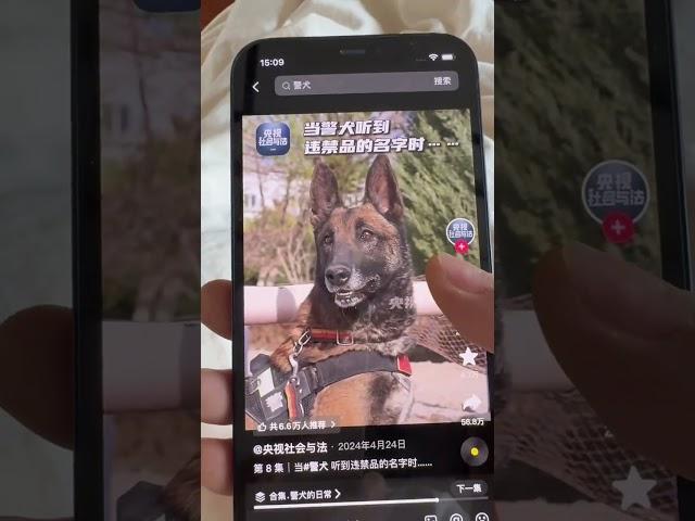 这就是边牧当不了警犬的原因#边牧 #萌宠日常记录 #铲屎官和他的主人 #边牧果冻 #养狗的乐趣