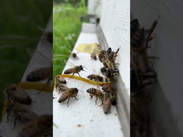 Bees in Slow Motion and Flying Backward at the Entrance of the Hive