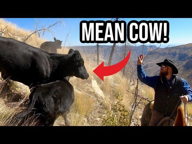 Herding Cattle on a STEEP Mountain! (GONE WRONG?!)