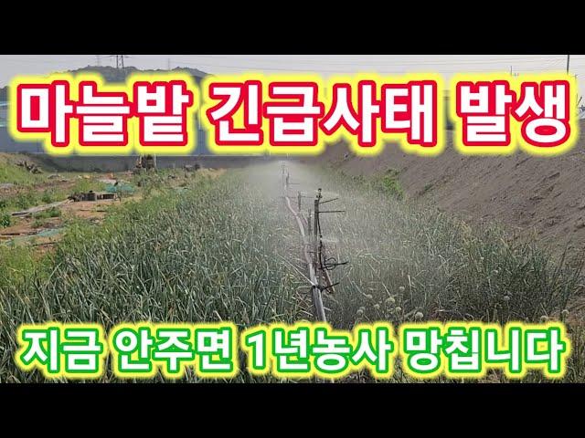 마늘밭 감자밭 긴급사태발생 지금 안하면 1년농사 도루묵~ 마늘농사 농부 마늘비대기,마늘쫑,수확시기 주말농장,텃바,전원일기