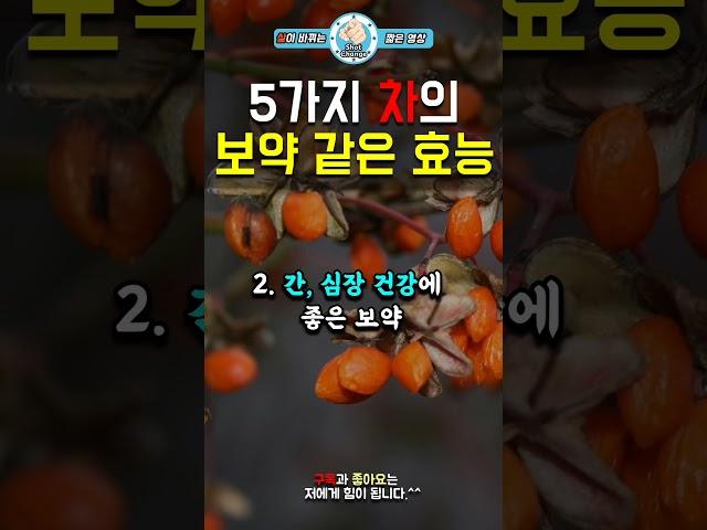 5가지 차의 보약 같은 효능 #건강동기부여 #인생조언 #삶의지혜
