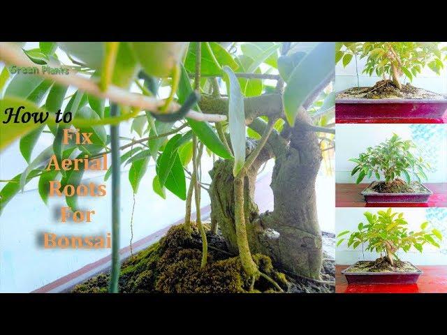 How to Grow Aerial Roots with Ficus Bonsai for beginners //GREEN PLANTS