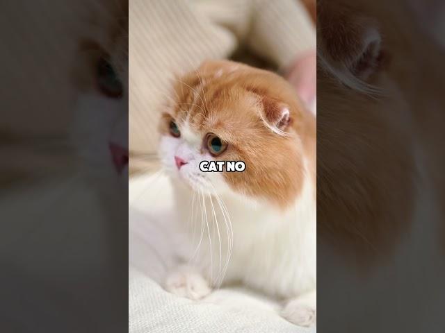 Come On, Let's Be Friends Funny Cat and Parrot Talk #Shorts #YouTubeShorts #Trending #Viral #Funny