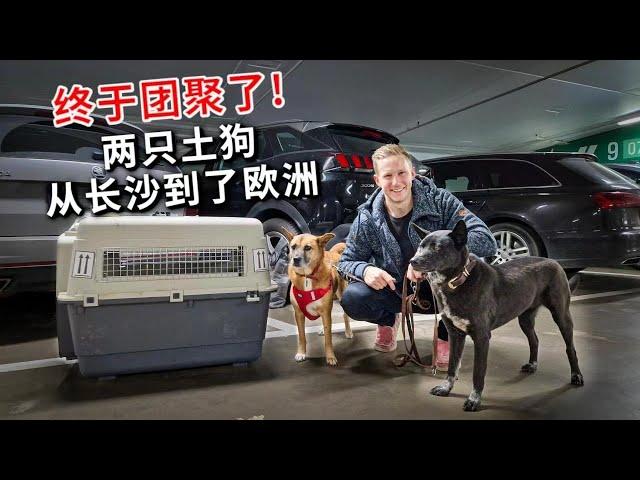 [ENG中文 SUB] My 2nd DOG arrived in EUROPE!