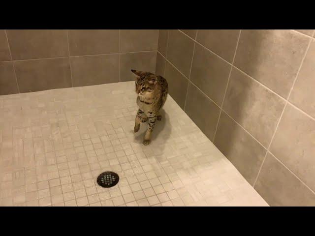 Savannah Cat Loves Taking A Shower