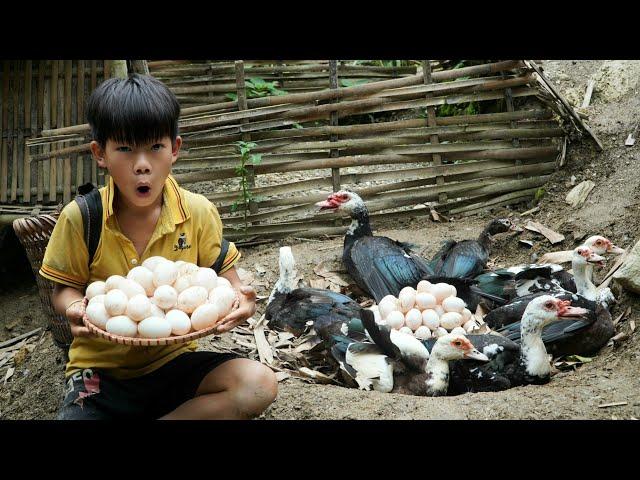 Build a nest for ducks to lay many giant eggs - Fishing with primitive fishing rods