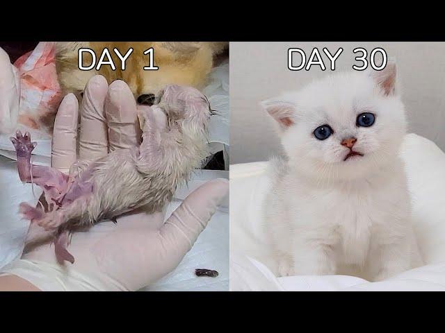 A 30-day record after the birth of a baby cat