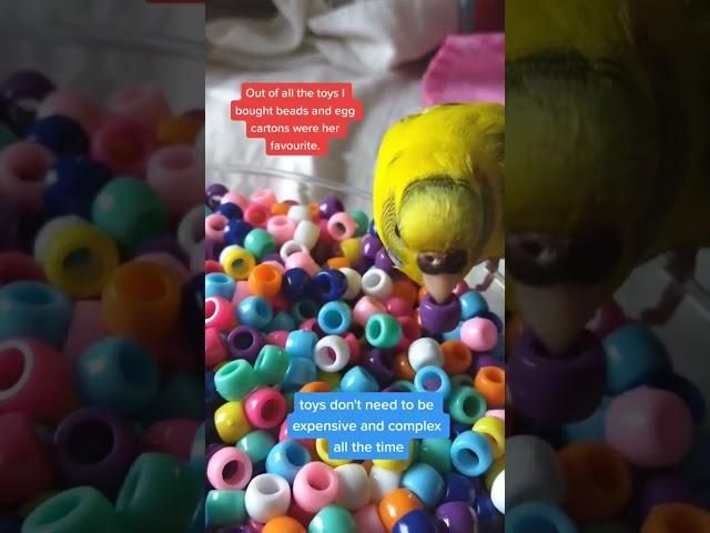 BUDGIE TOYS - EASY, CHEAP